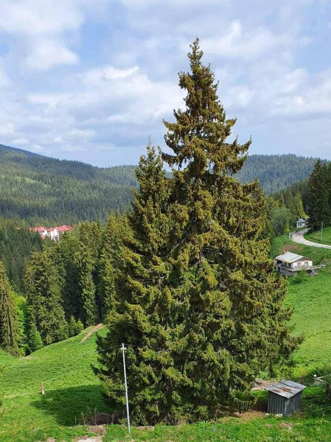 Apartment 428A In Hotel Snezhanka, Pamporovo Exteriér fotografie